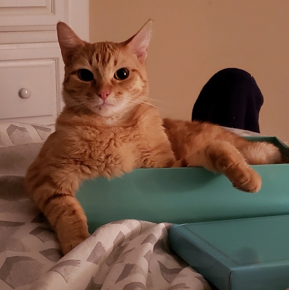 Meet your Posher, Bobbi - Picture 1 of 1